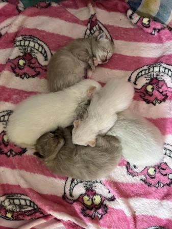 Image 4 of Gorgeous lovingly raised ragdoll kittens