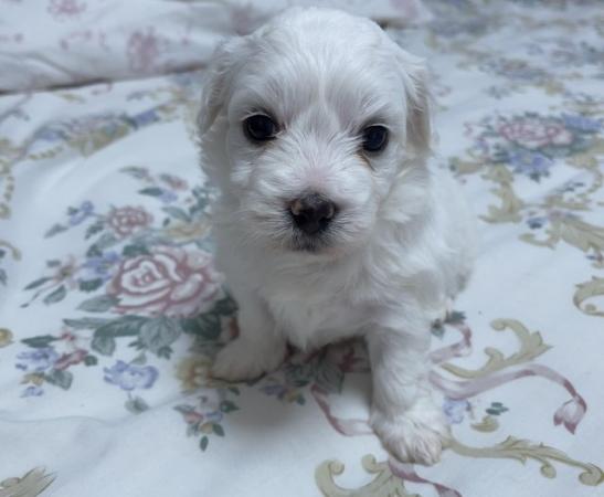 Image 2 of Gorgeous Maltese Puppies Looking For Their Forever Homes
