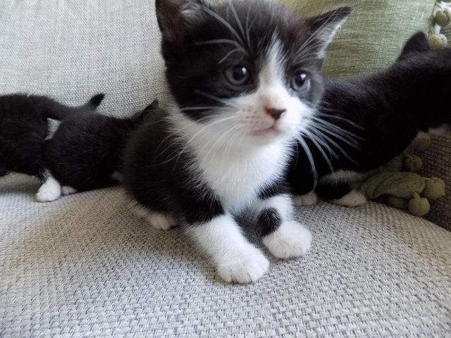 Preview of the first image of B/W kittens from British Blue Mum.