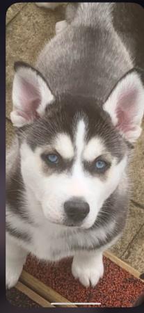 Image 1 of Kennelclub registered Siberian husky puppies
