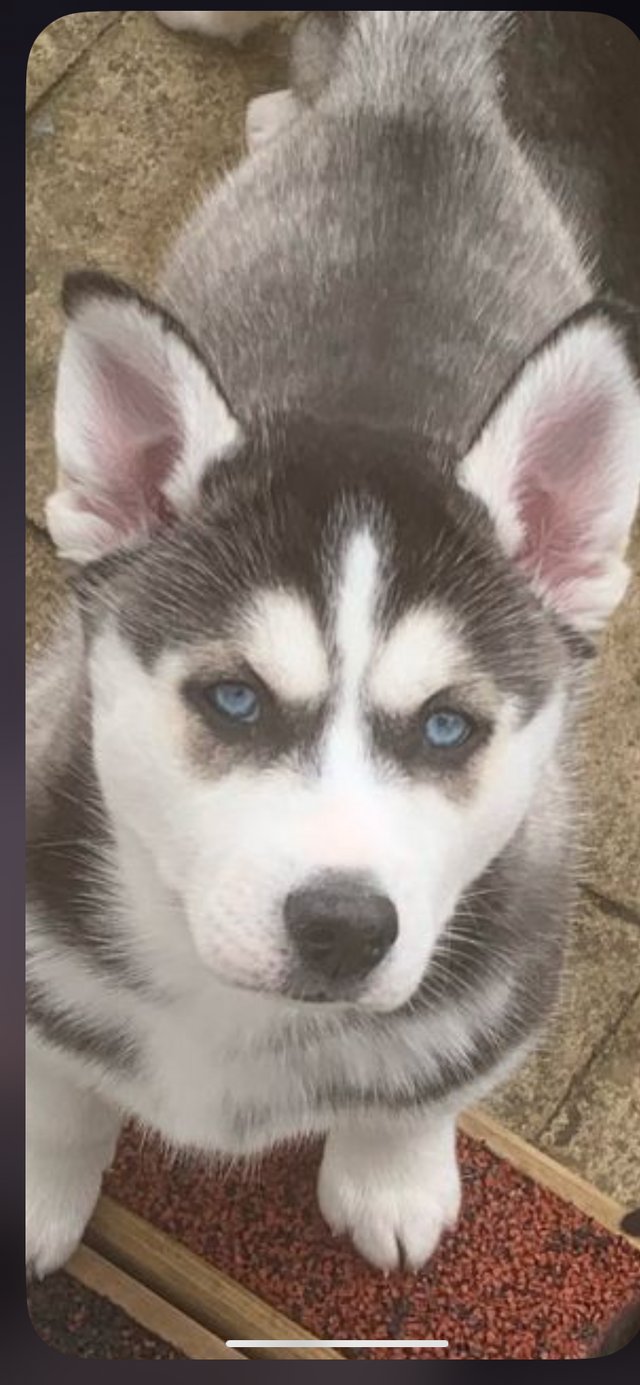 Preview of the first image of Kennelclub registered Siberian husky puppies.