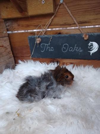Image 5 of Baby guinea pigs stoke on trent