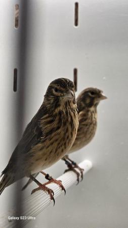 Image 6 of Linnets finches cage breed hand reared