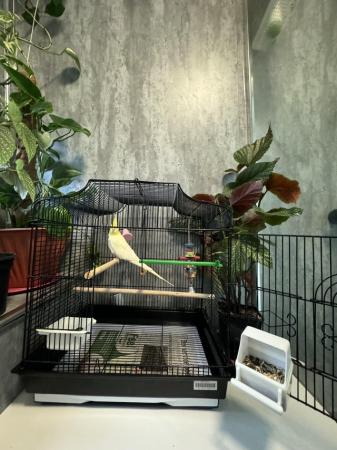 Image 4 of Male Lutino cockatiel with cage