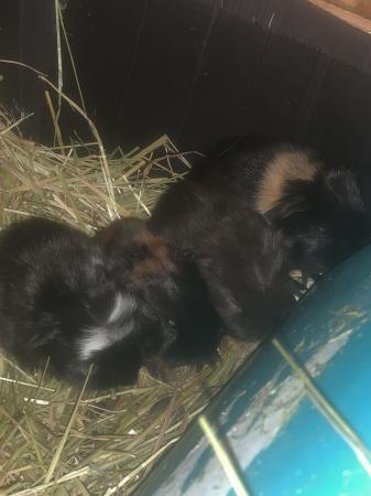Image 6 of beautiful young male guinea pigs