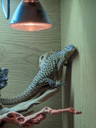 Image 3 of Beautiful Male Ackie Monitor + Viv for sale!