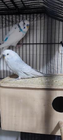 Image 3 of 3 Male Budgies for Sale with Cage Looking for a new Home