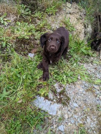 Image 8 of Working Cocker Spaniel Puppies for Sale