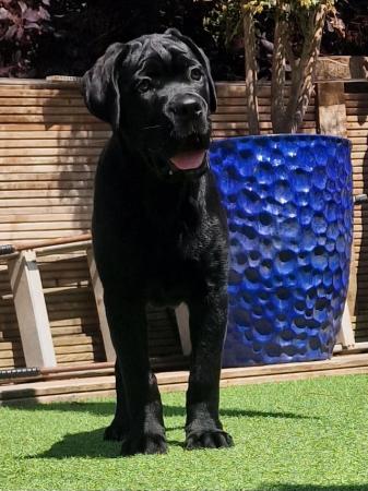 Image 6 of Excellent bloodline black Cane Corso puppy