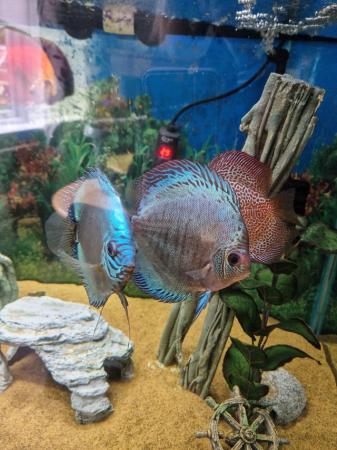 Image 9 of Stunning Stendker Discus for sale