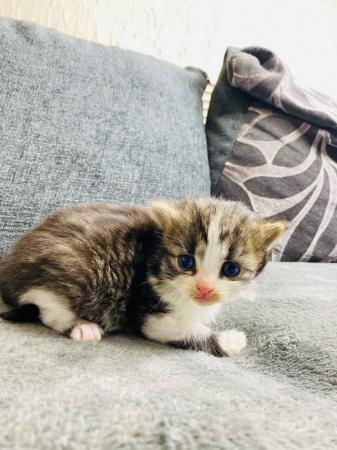Image 6 of Beautiful Turkish Angora Kittens for sale Birmingham