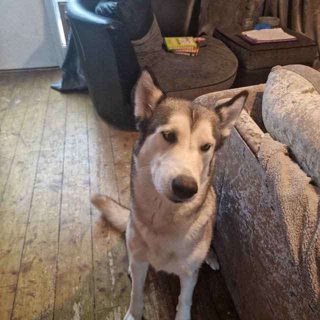 Preview of the first image of 2 Years old husky looking for rehoming will be 3 in April th.