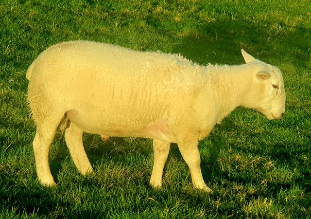 Preview of the first image of One year old Easy Care Ram. Home bred & reared..
