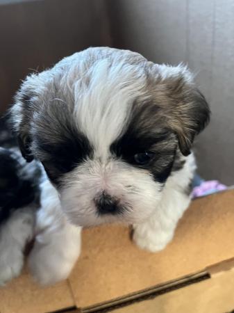 Image 17 of Beautiful Teddy Bear puppies only 2 Boys available