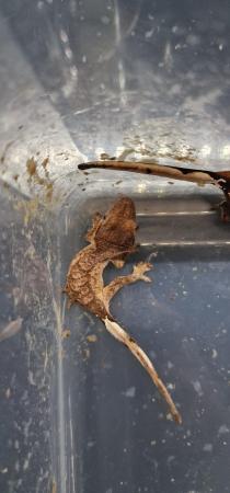 Image 1 of Various baby crested geckos.