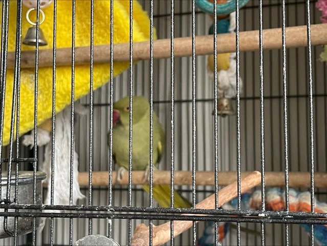 Preview of the first image of Two Stunning Indian Ring-necked Parrots Green 2YO with Cage.