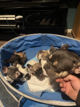 Image 5 of French bulldog puppies needing a loving home