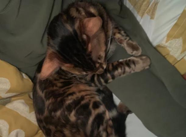 Image 6 of Stunning 11 month old pure Bengal kitten