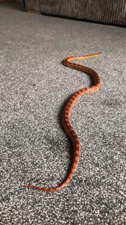 Image 1 of corn snake about 5/6 years old