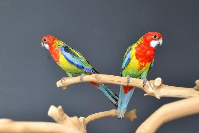Preview of the first image of golden-mantled rosella,19.