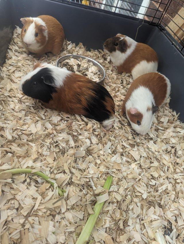 Preview of the first image of Guinea pigs for sale boars.