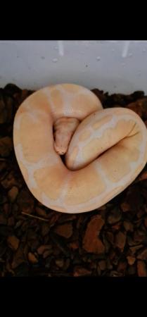 Image 3 of Albino royal python het pied 3yrs old