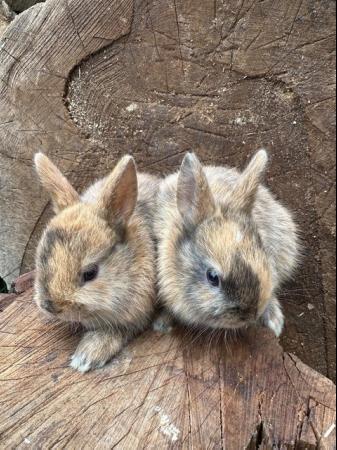 Image 4 of Lovely litter of Netherland dwarf baby rabbits.