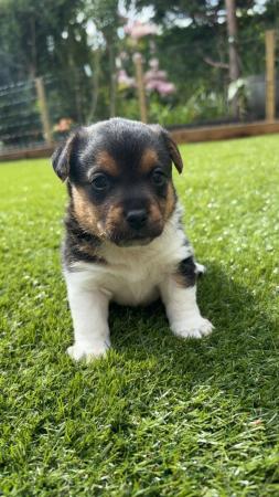 Image 4 of Jack Russell puppies ** two boys left**