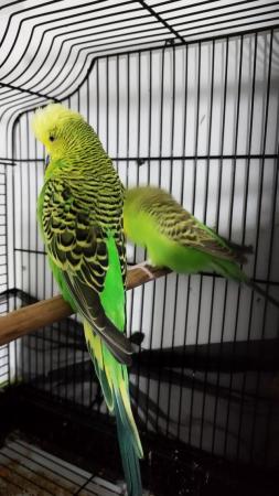Image 2 of Exhibition budgies male and female