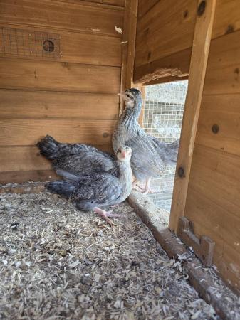 Image 1 of 4 week old cream legbar hens