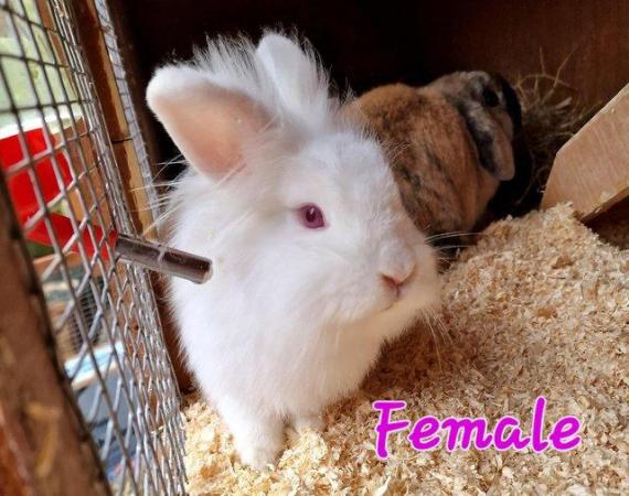 Image 2 of 1 Albino Lion-Lop Bunny For Sale