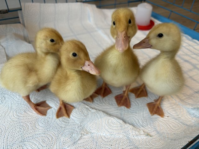 Preview of the first image of Aylesbury Ducklings for sale £15 each.