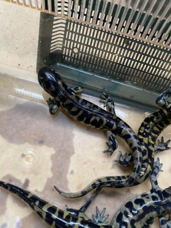 Image 4 of Sub adult Tiger salamanders £60 Each