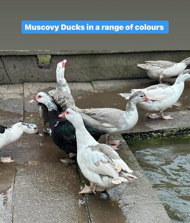 Preview of the first image of Muscovy Ducks in a range of colours.