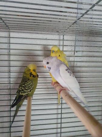 Image 6 of Selection of budgies available