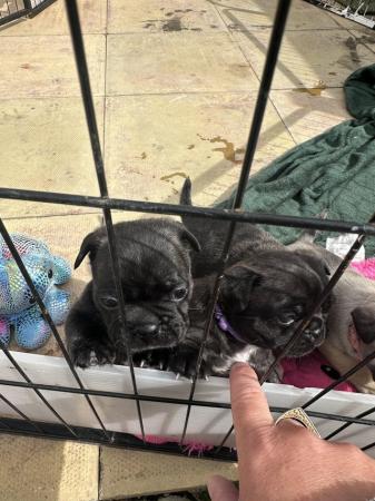 Image 6 of Frugs- frenchie x pug puppies
