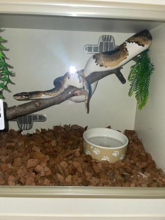 Image 4 of Adult females x2 pied for sale