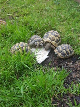 Image 4 of Hermanns Tortoises 2022 Hatched