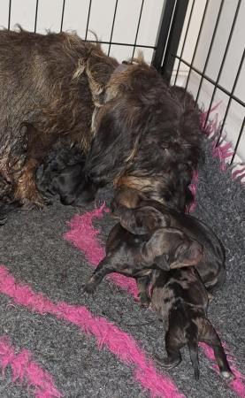 Image 2 of standard wirehaired dachshund DOG puppies