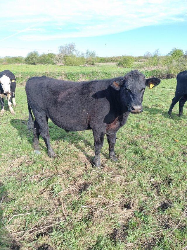 Preview of the first image of 3 x Aberdeen Angus Store steer and heifers, 22 months old.
