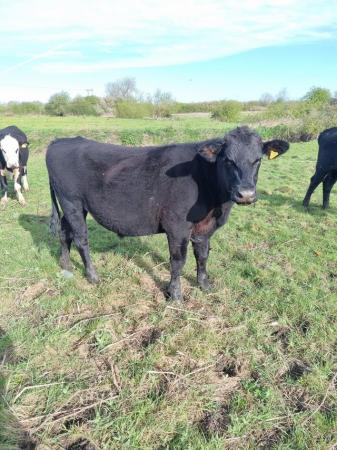 Image 1 of 3 x Aberdeen Angus Store steer and heifers, 22 months old