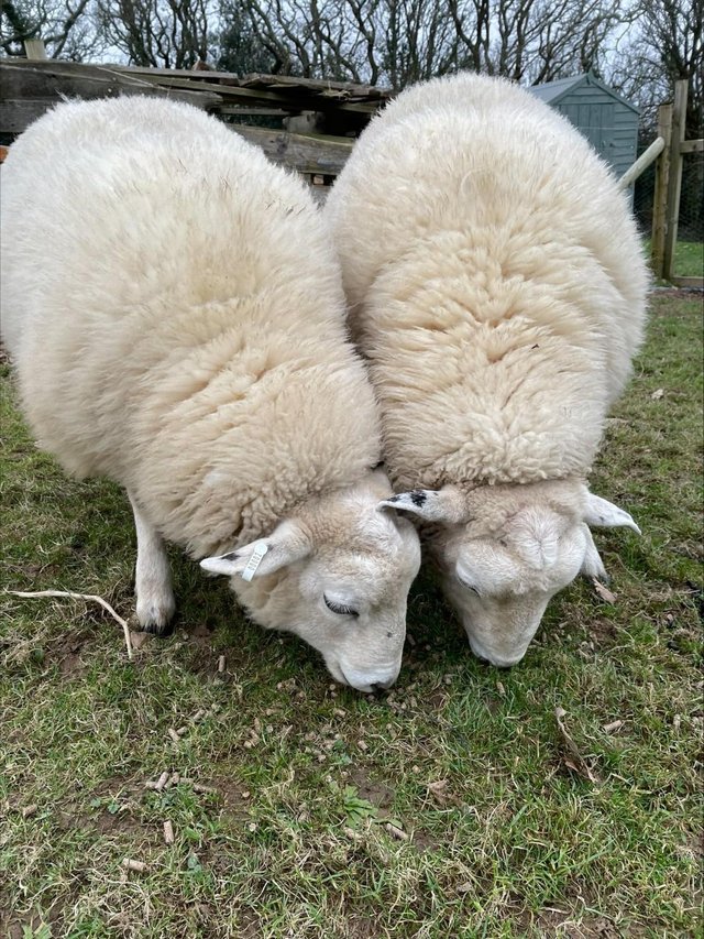Preview of the first image of 2 Lleyn Rams, £200 per head.