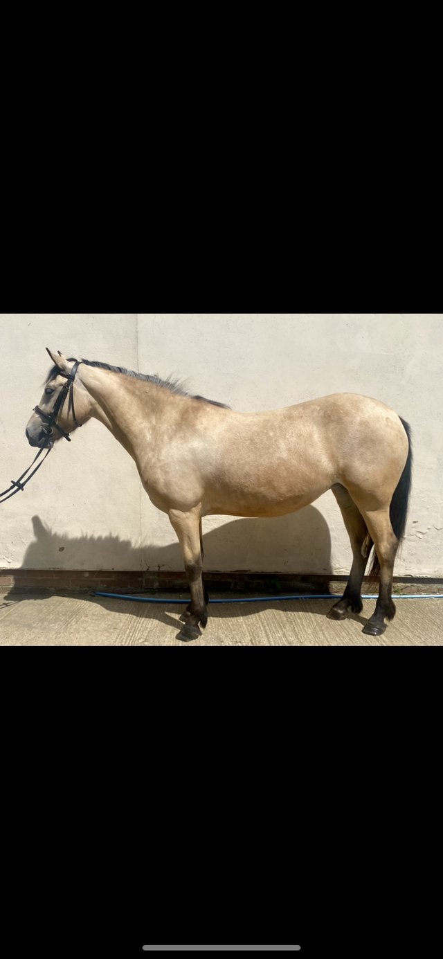 Preview of the first image of 14.2 Connie x Irish sports pony 4yo.