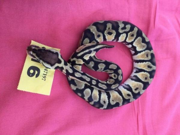 Image 5 of Female Pastel baby royal python.