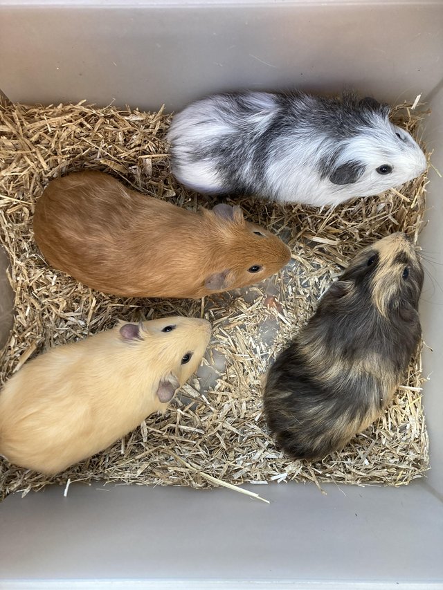 Preview of the first image of 4 Beautiful Baby Male Guinea Pigs For Sale.