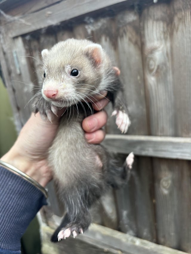 Baby Ferret kits for sale 2 for £60 For Sale in Bunwell, Norfolk | Preloved