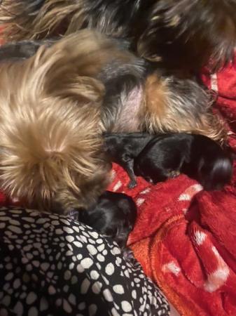 Image 2 of Yorkshire terrier puppies