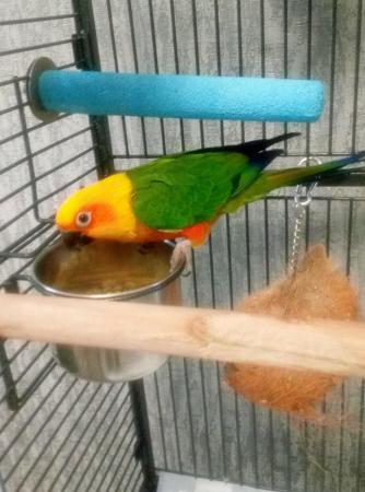 Image 2 of Jeandy conure talking parrot