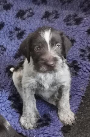 Image 5 of KC registered German wirehair pointers