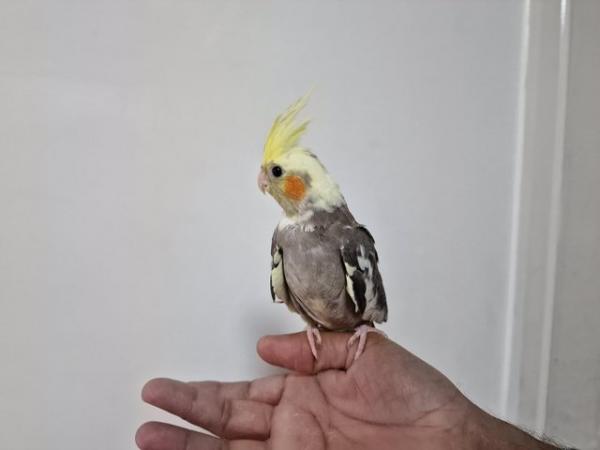 Image 3 of Super hand tamed cockatiel for sale